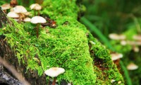 世界举重青年联赛国家队补充名单公布，世界举重青年锦标赛